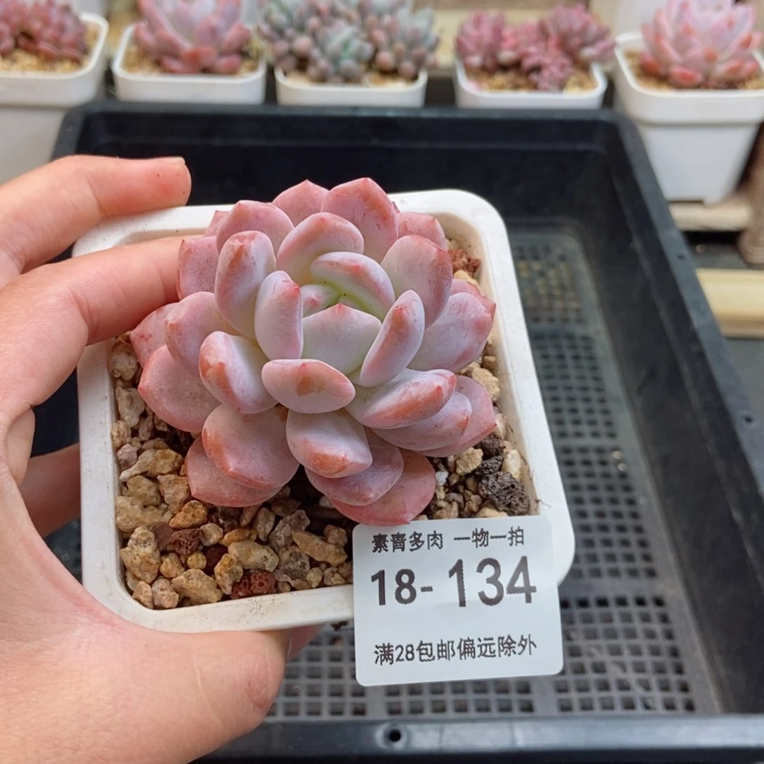 橙梦露 一物一拍