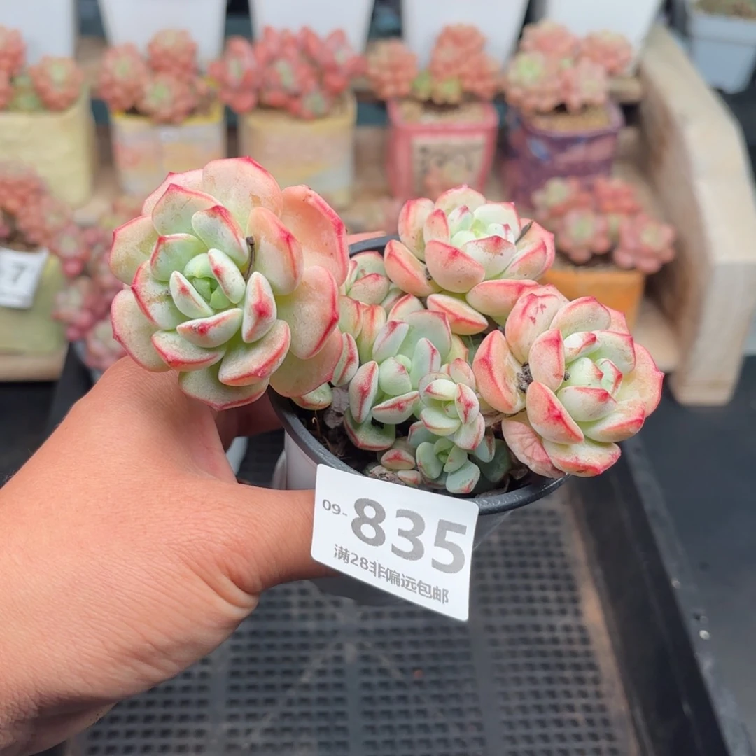 香草群 一物一拍