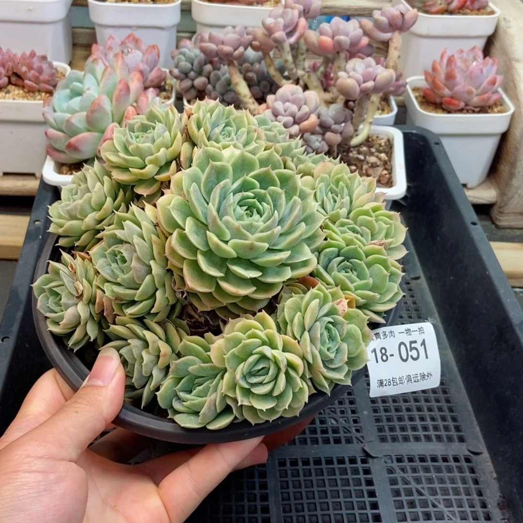 昂斯诺 一物一拍