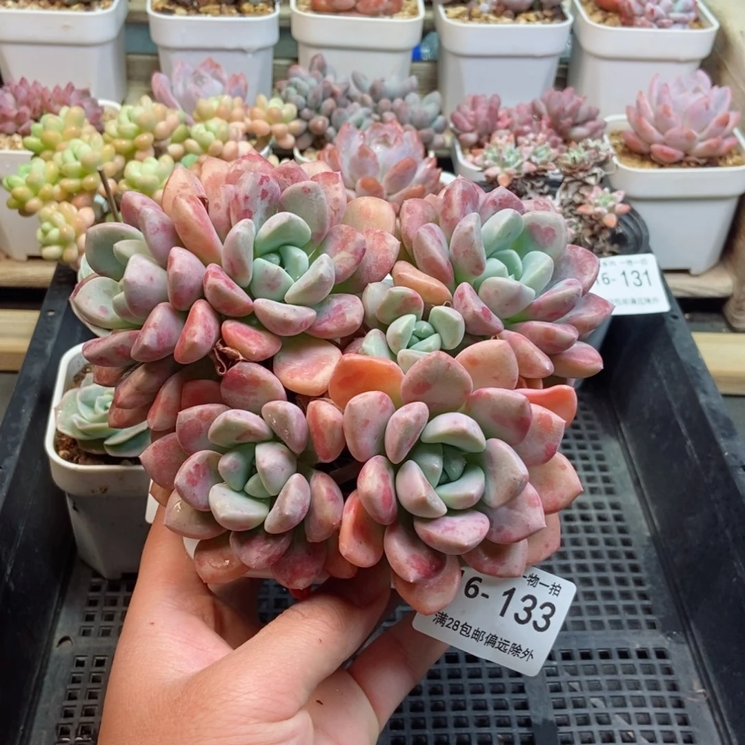 花斑露 一物一拍