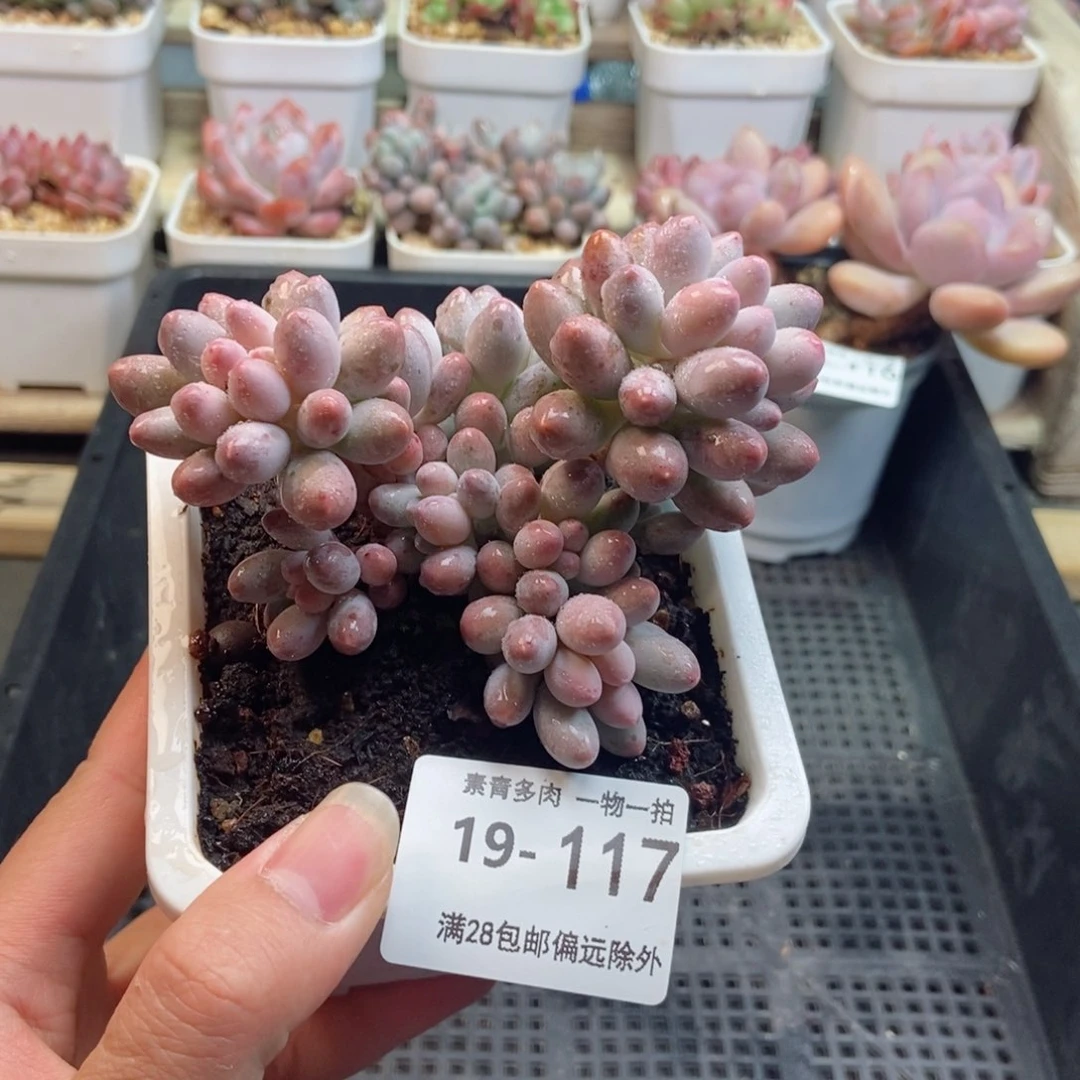 婴儿手指 一物一拍