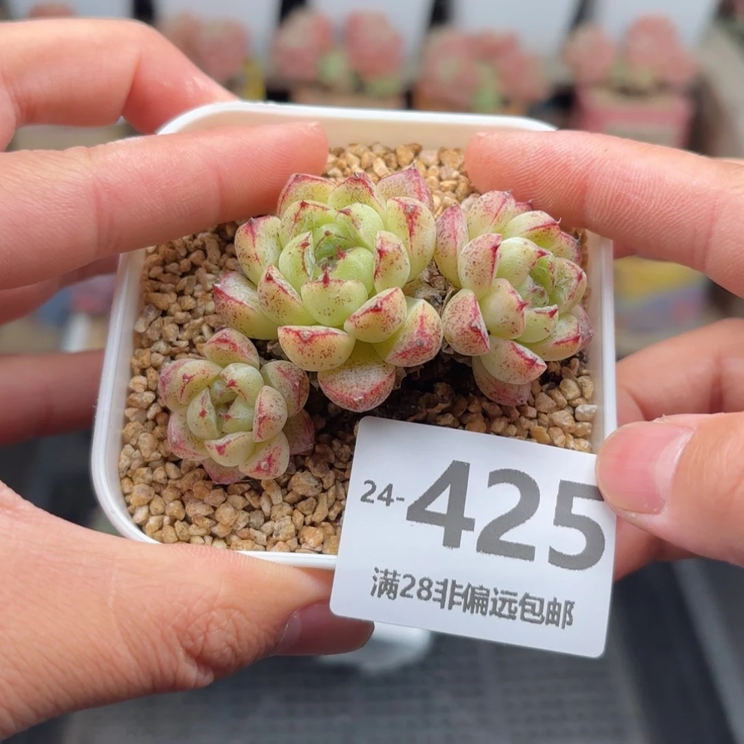 赤水晶 一物一拍