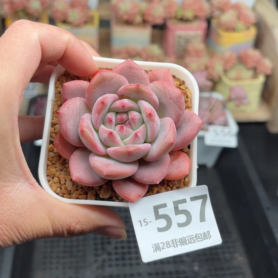 爱丽儿 我也要拍