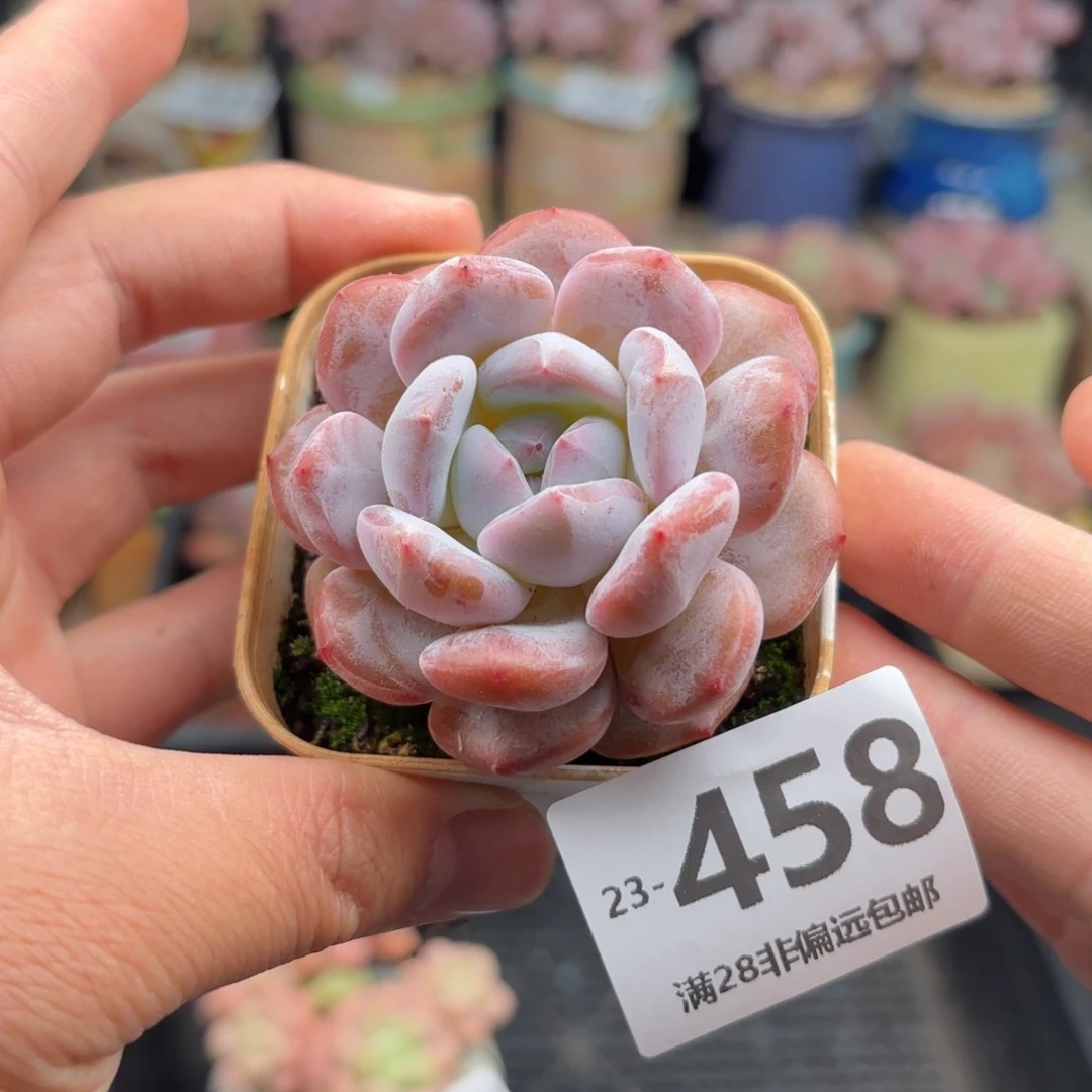 雪影 一物一拍..