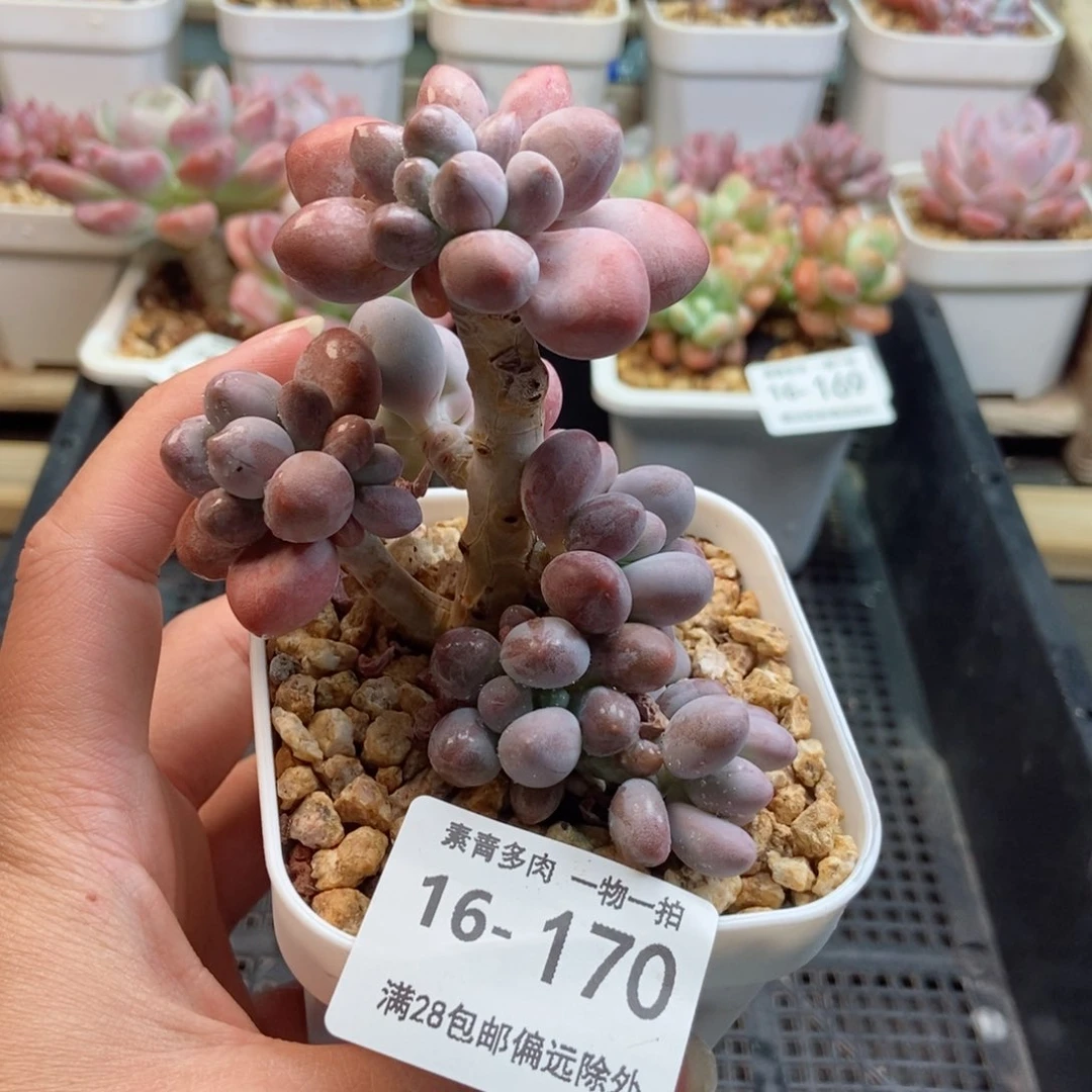 丸叶汤圆群 一物一拍