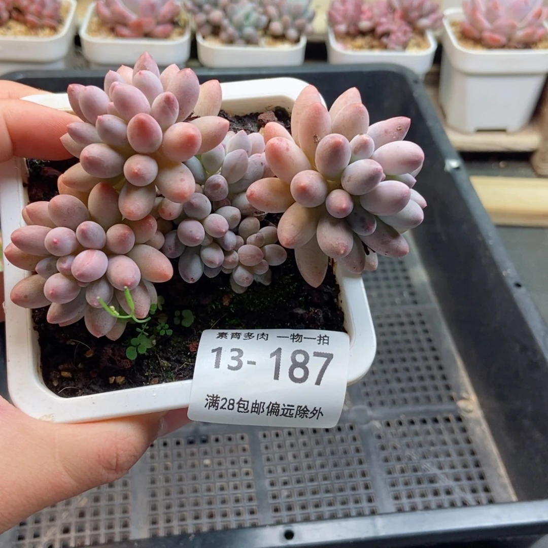 3****9婴儿手指 一物一拍