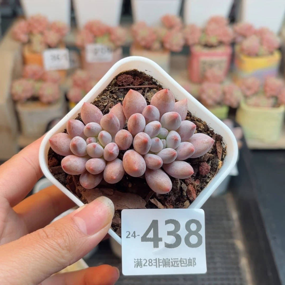 半夏双头 一物一拍