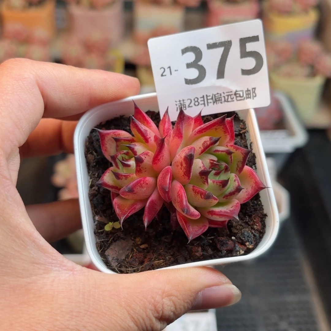 万圣夜 一物一拍