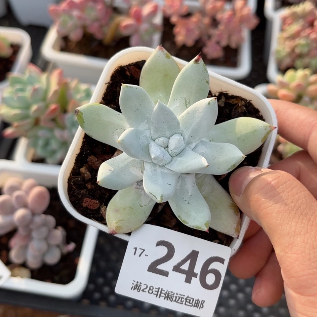 奴婢吉娜 一物一拍