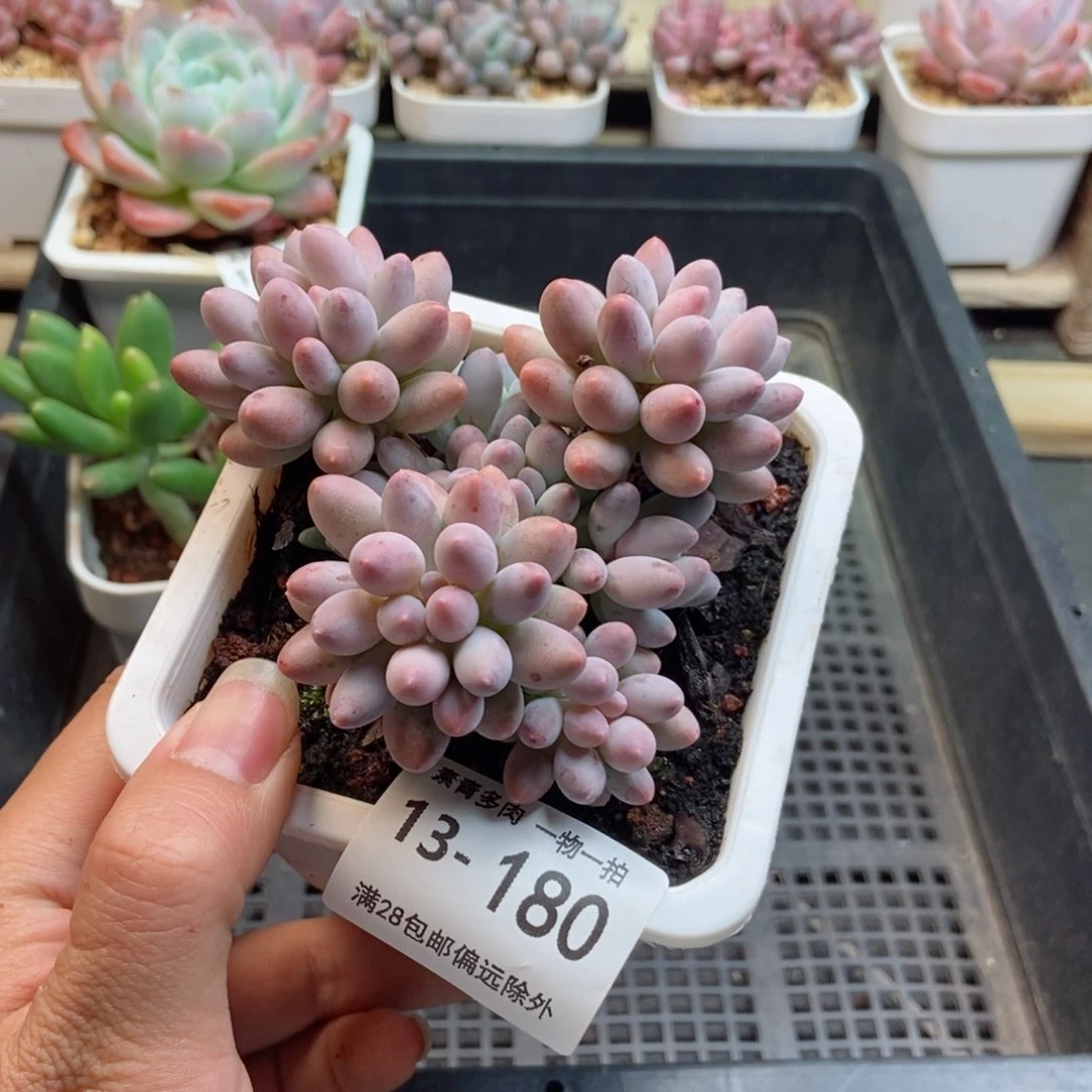 婴儿手指 一物一拍