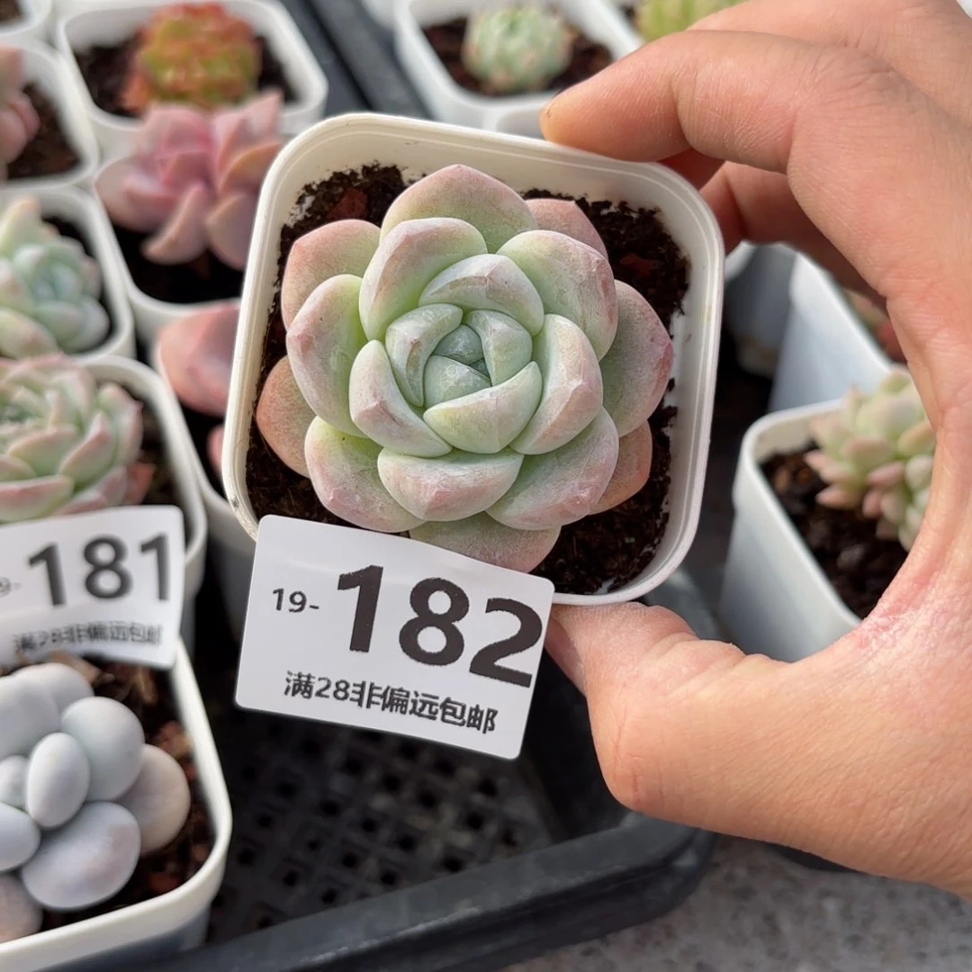 冰玉 一物一拍..