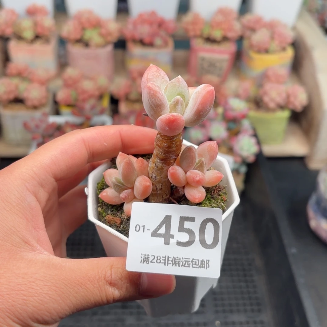 三色美人 一物一拍