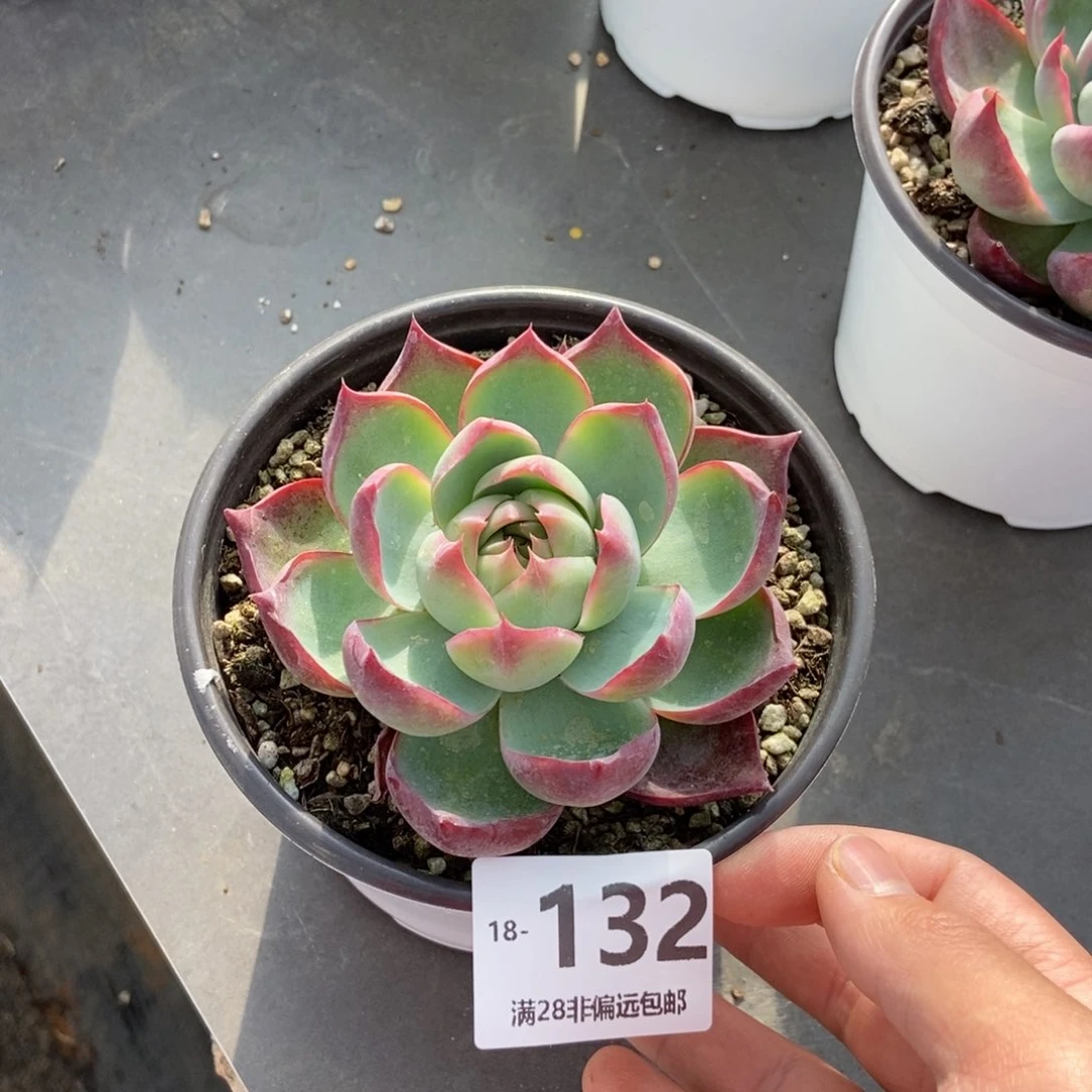 惊鸿 一物一拍..