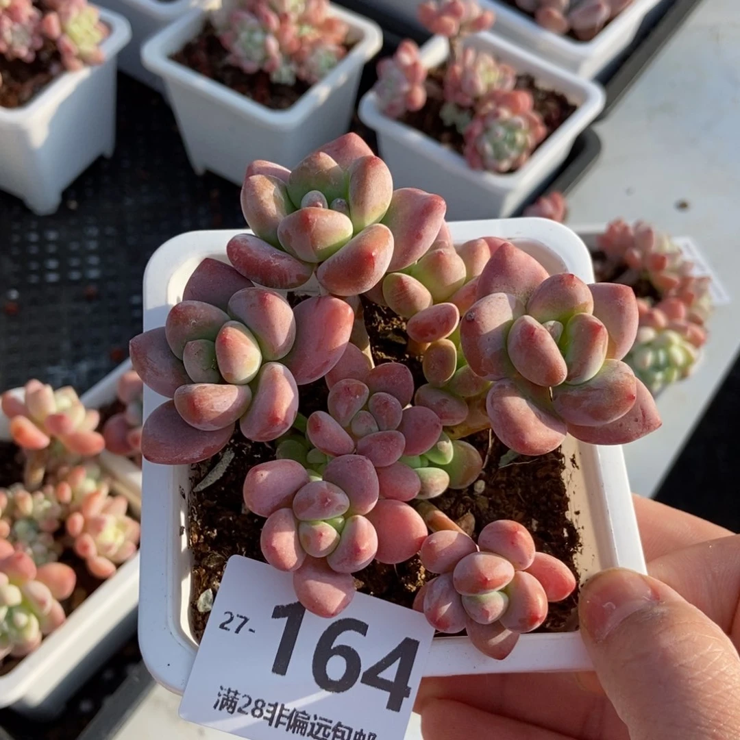 红洛神群 一物一拍