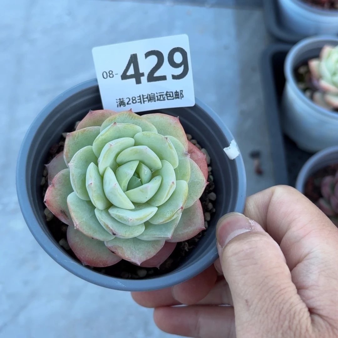 恋曲 一物一拍..