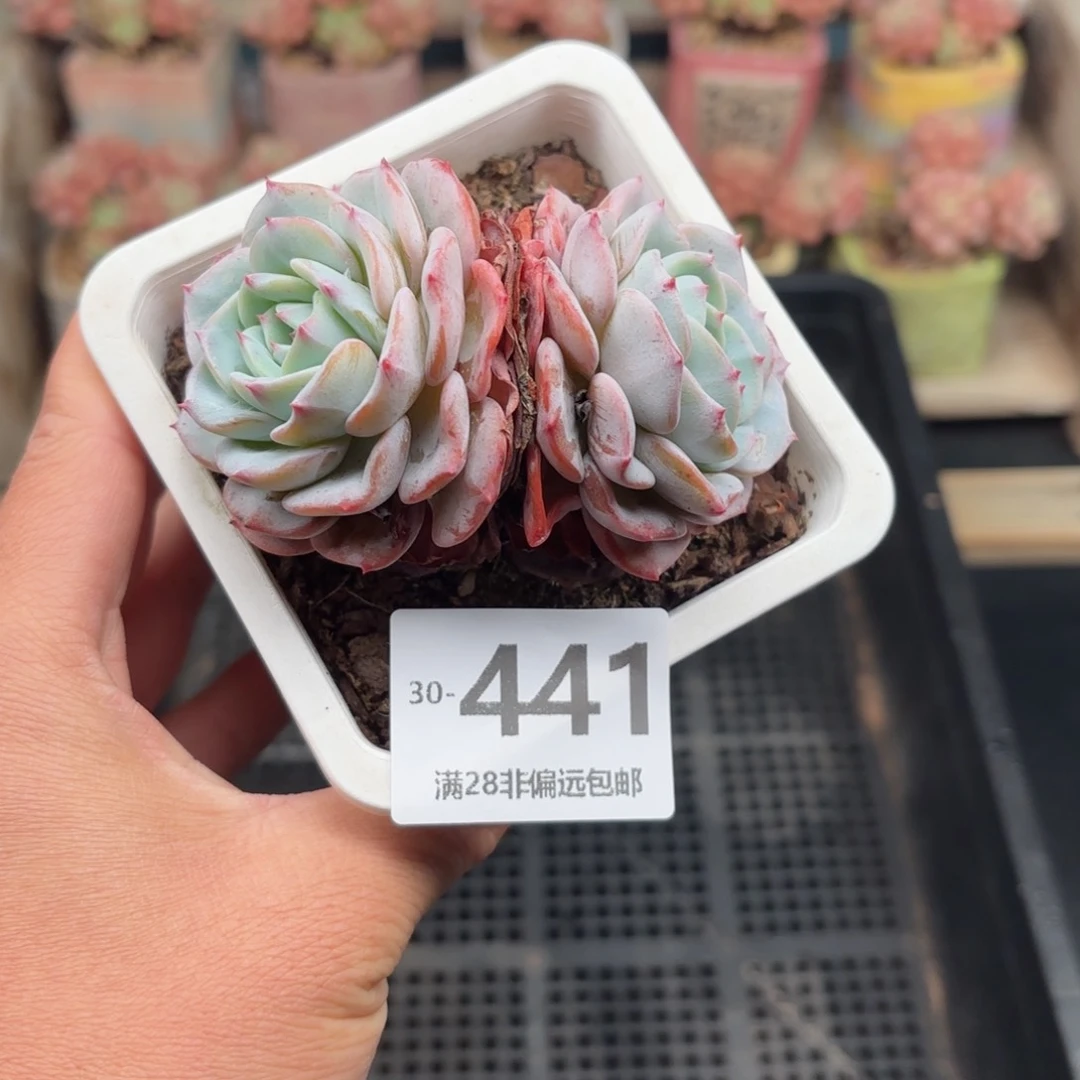 勃朗峰 一物一拍