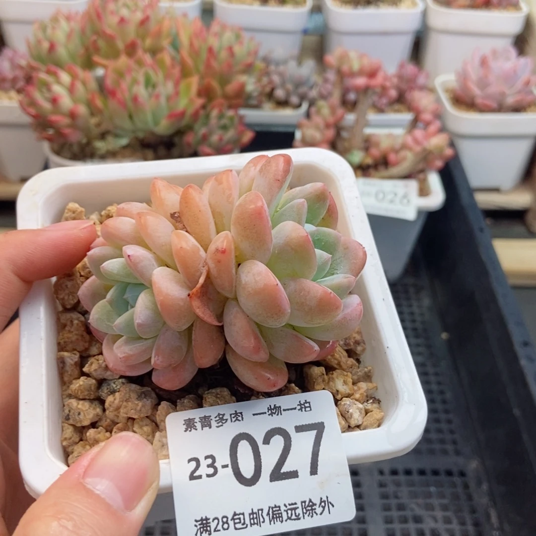 冰玉 一物一拍..
