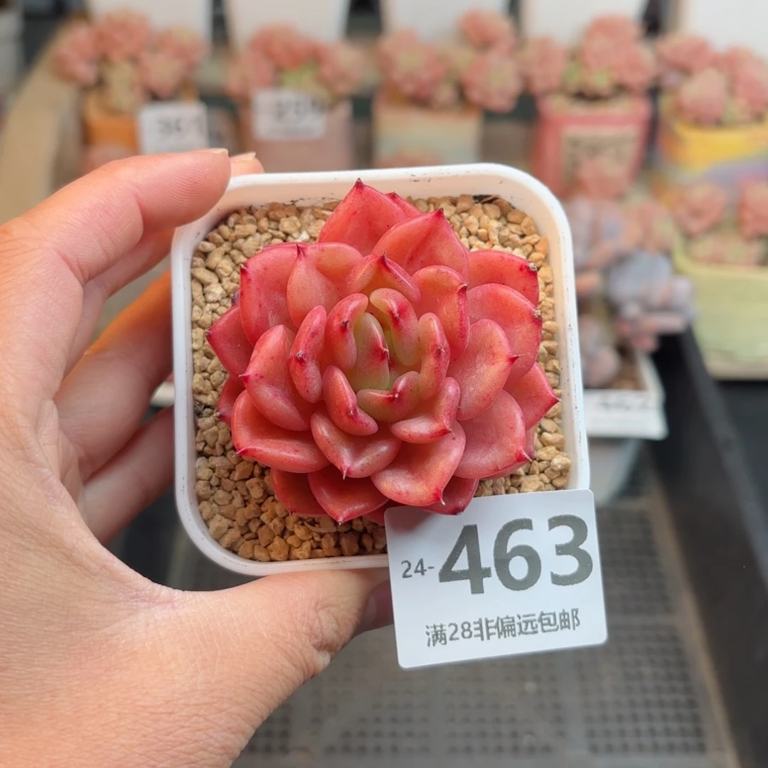 安可 一物一拍..