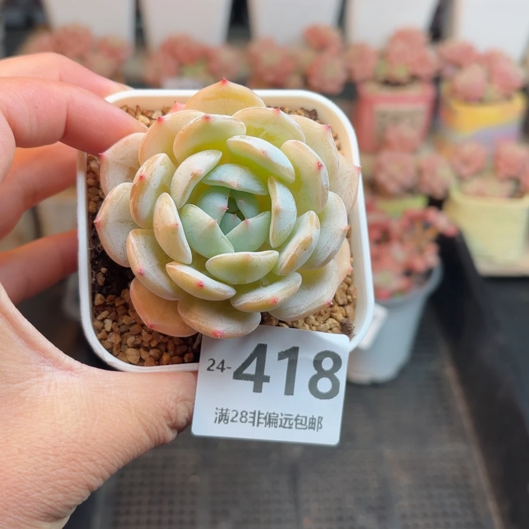 劳林 一物一拍..