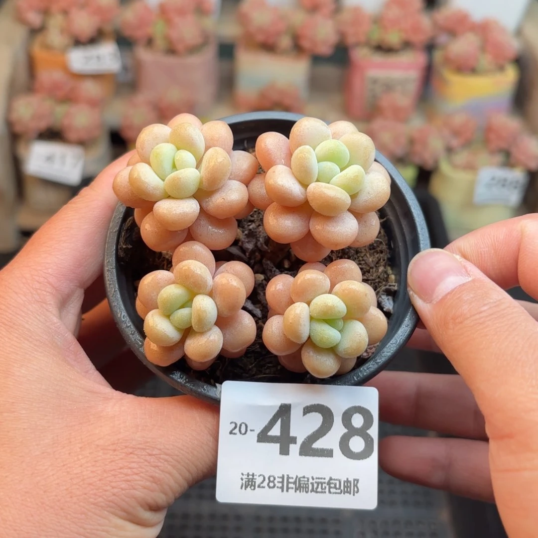 韩系圆叶洛可可一物一拍