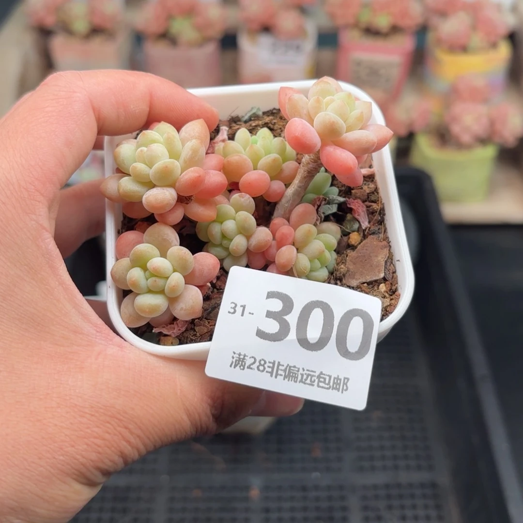 洛可可 一物一拍