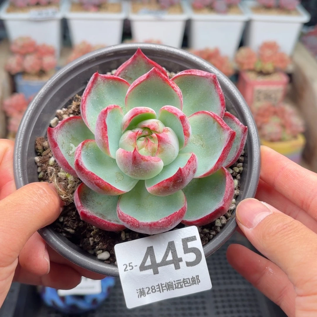 惊鸿 一物一拍..