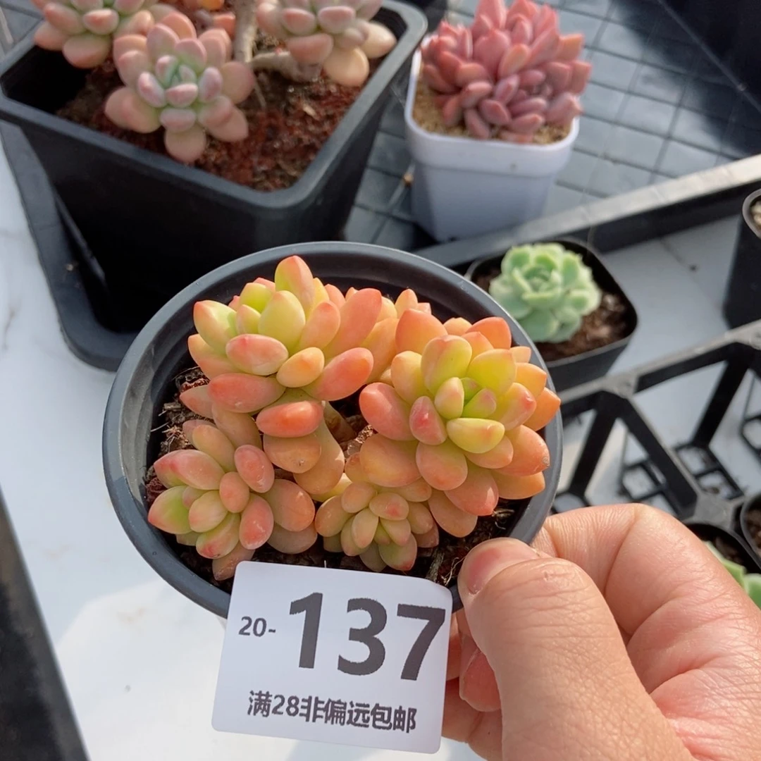 香格里拉 一物一拍