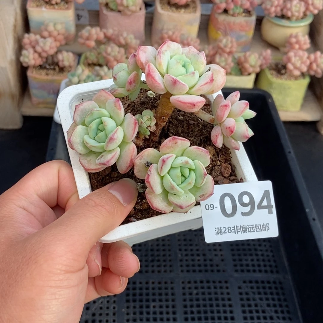 香草 一物一拍..