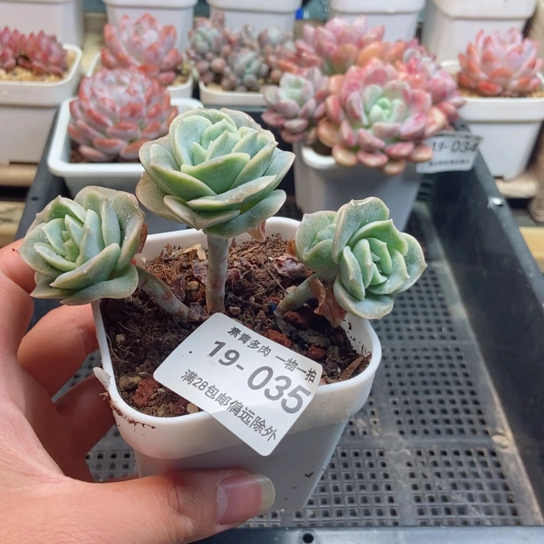 可爱玫瑰 一物一拍