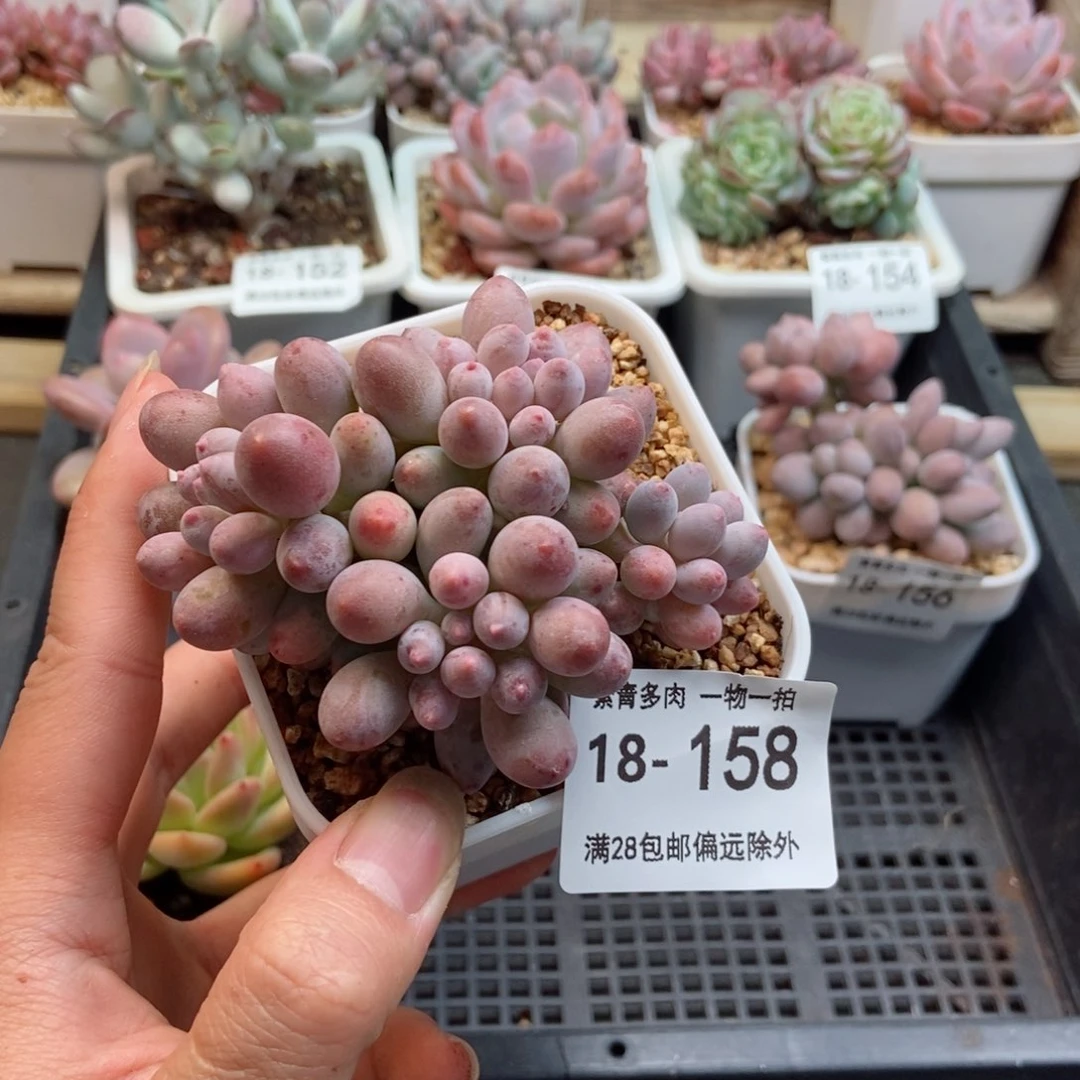 婴儿手指 一物一拍