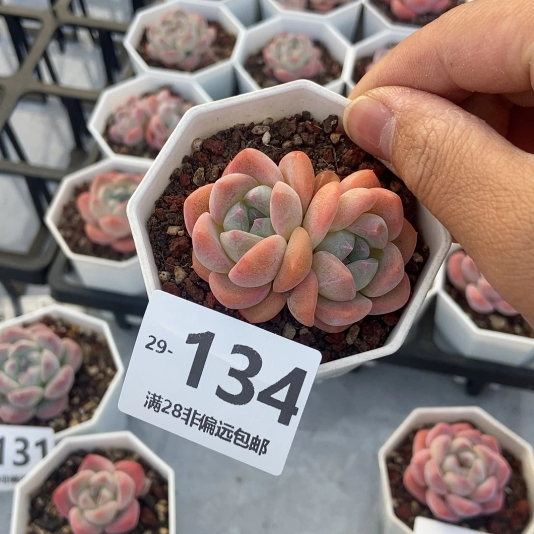 早****皮幻影 一物一拍..