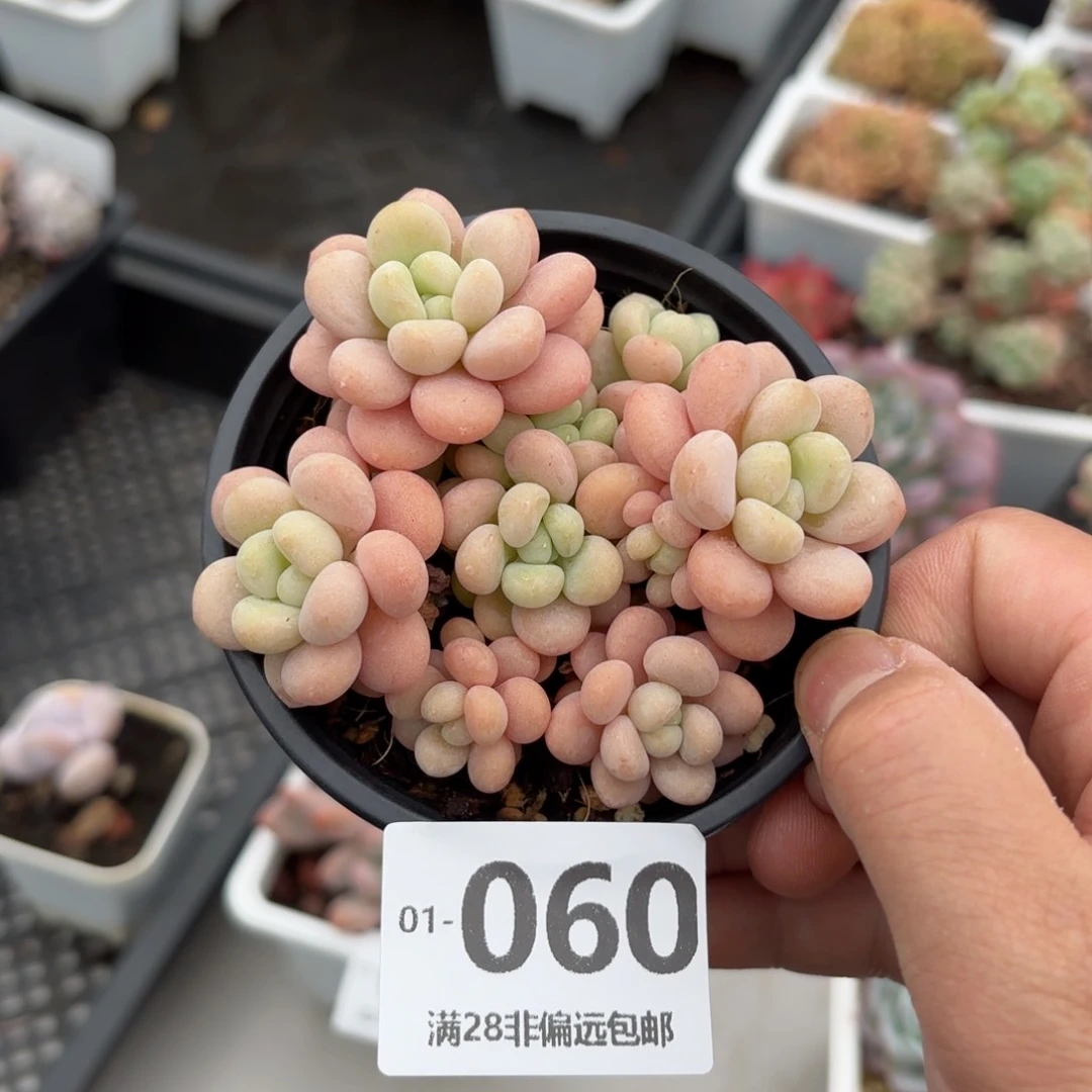 韩系叶洛可可 一物一拍