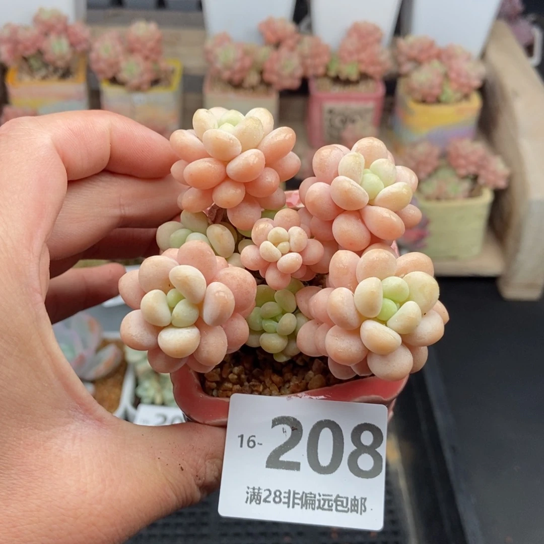 韩系圆叶洛可可 一物一拍