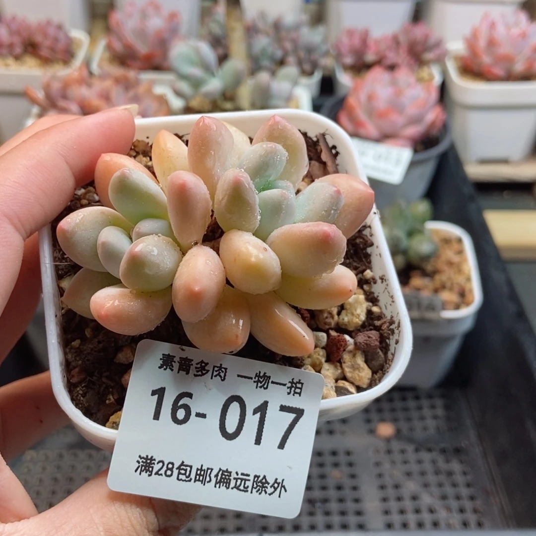 柠檬香水 一物一拍