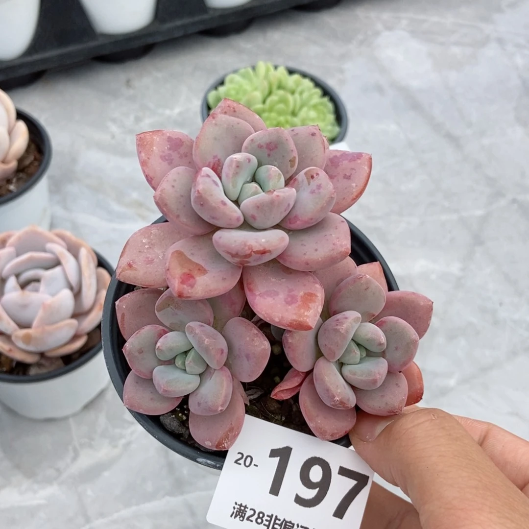 花斑露 一物一拍