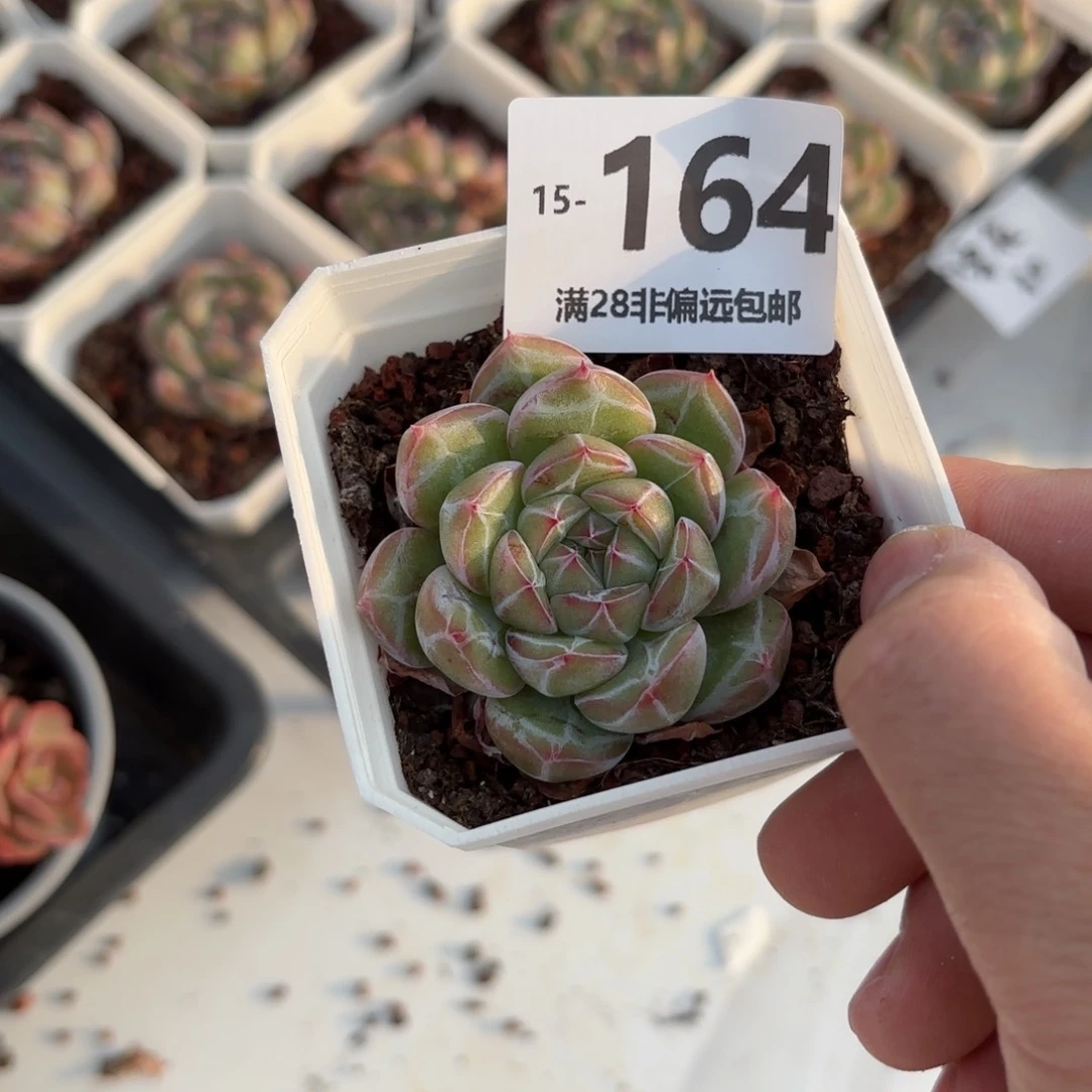 雪花珍妮 一物一拍