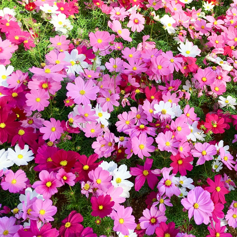 格桑花种籽孑波斯菊种子四季开花庭院室外播种简单易活波斯菊花籽