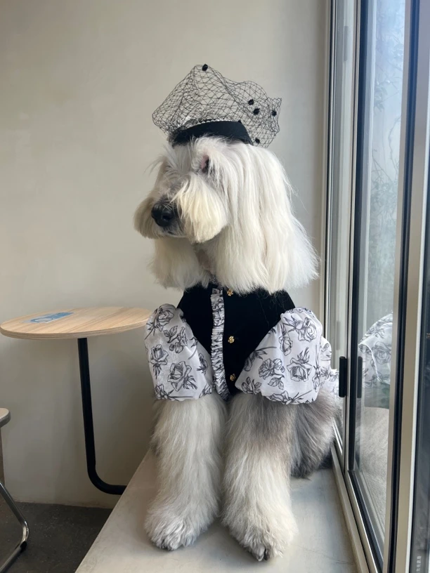 大狗连衣裙礼服裙贵妇丝绒中大型犬裙古牧巨贵边牧金毛