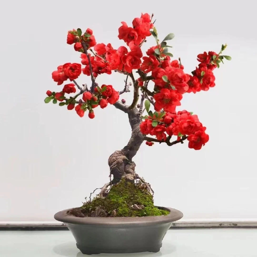 原生海棠四季开花植物盆栽地栽南北方种植耐寒耐热庭院阳台