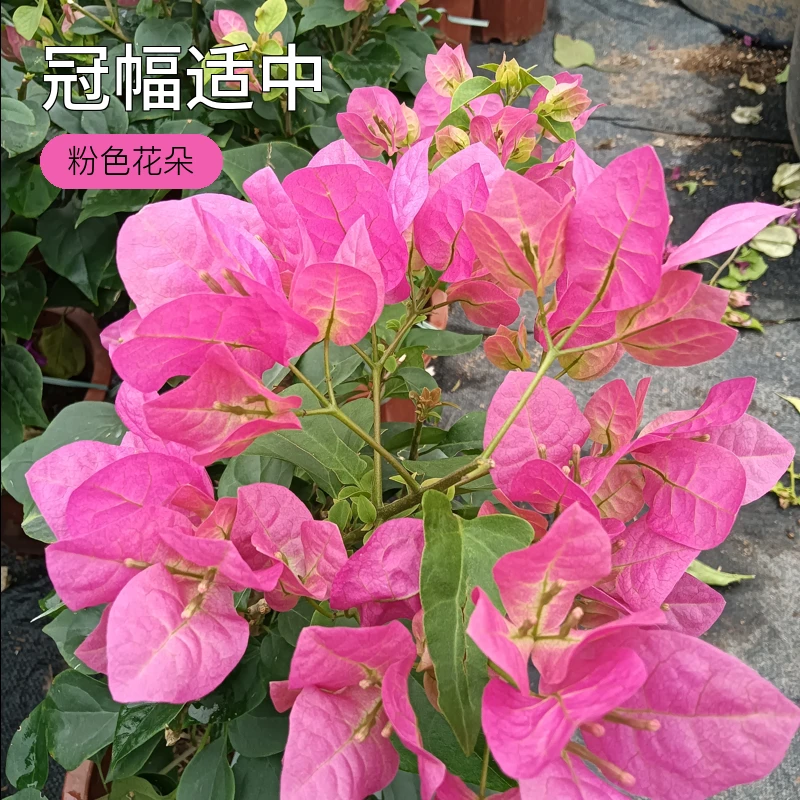 绿叶宫粉(三角梅)