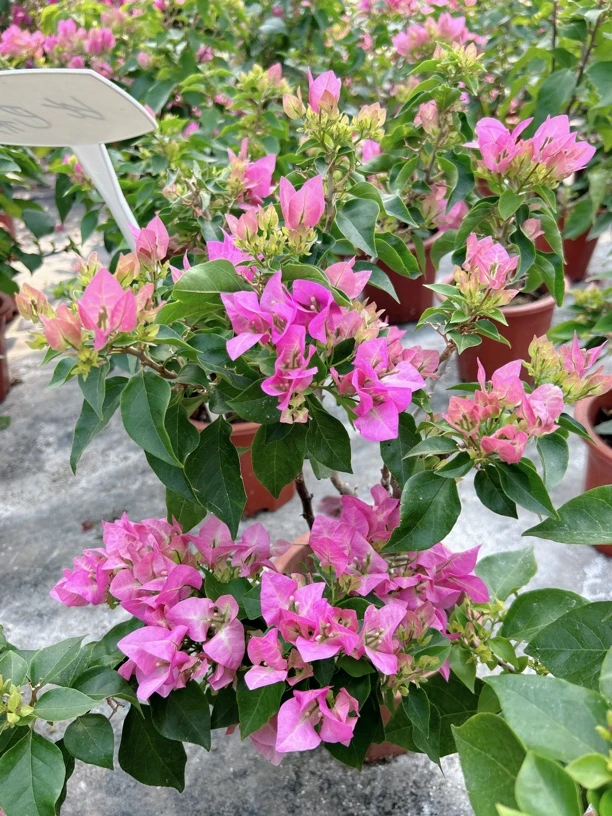 比芭粉，比芭公主