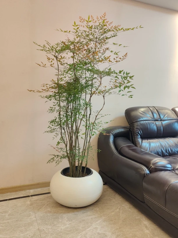 地栽盆栽老庄南天竹好看好养