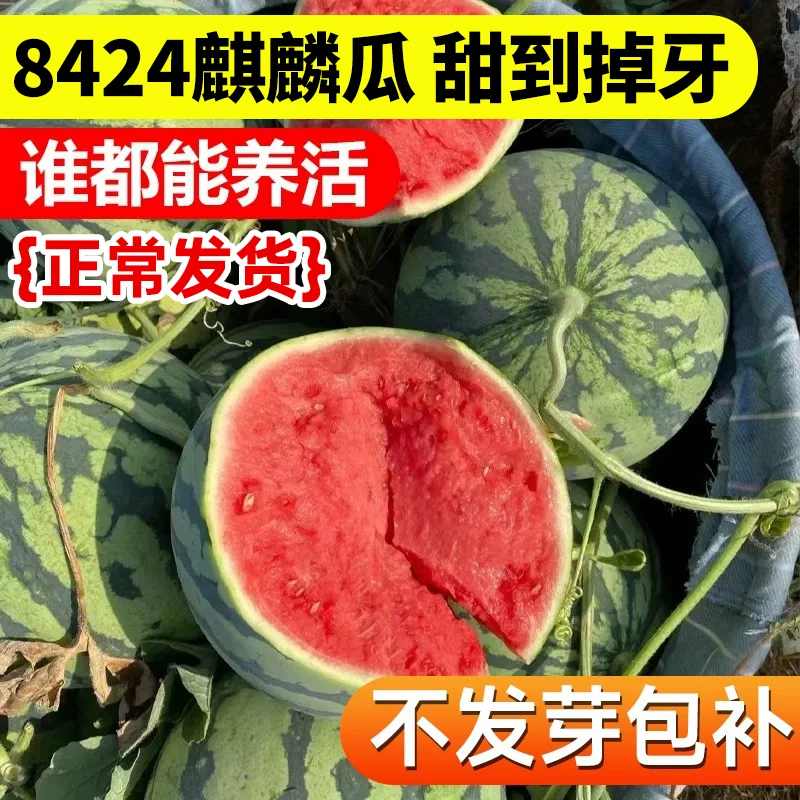 正宗8424无籽麒麟西瓜种子籽正品麒麟西瓜冰糖麒麟种子特大花盆种