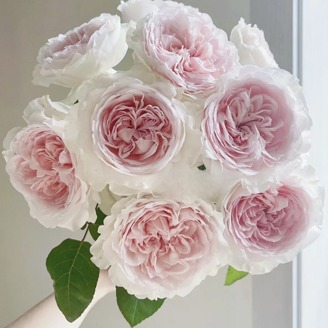 【藏花的房间】【藏花的房间】草莓奶昔A级稀有玫瑰20枝装%20不售后