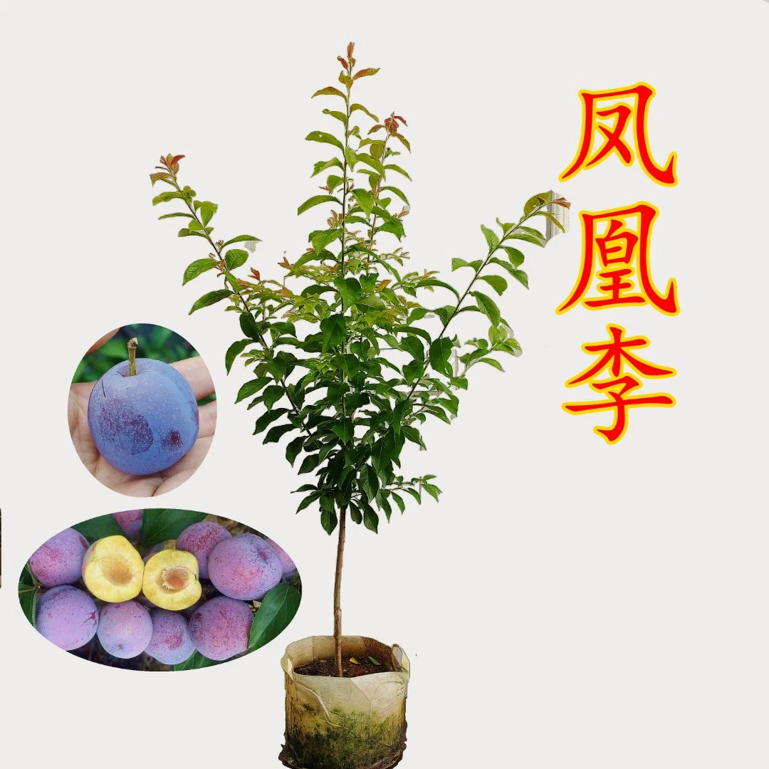 【凤凰李】【一树多品】五月脆 草木集精品盆栽李子树苗 原盆原土发货