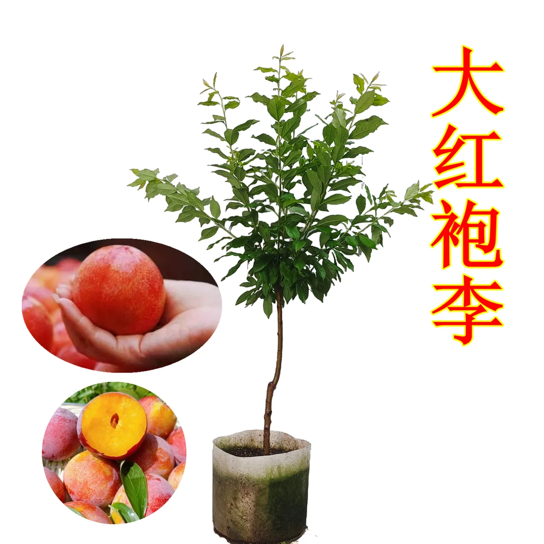 【大红袍李】蜜甜多汁超大果甜到果肉拉丝李子树苗 草木集果树苗