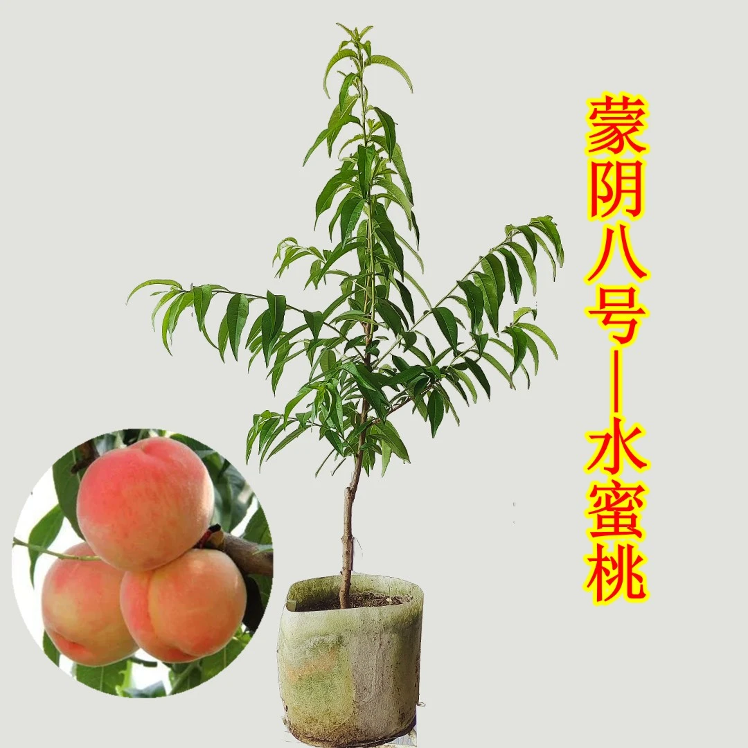 【蒙阴八号】脆桃党福音！大果脆甜水蜜桃果树苗 高颜值盆栽桃树