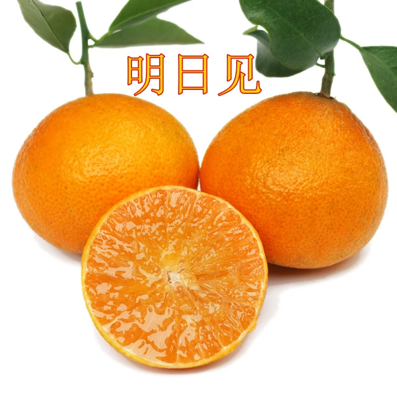 【 甘平】【明日见】【红美人】 【濑户佳】【媛红椪柑】无核化渣风味浓郁