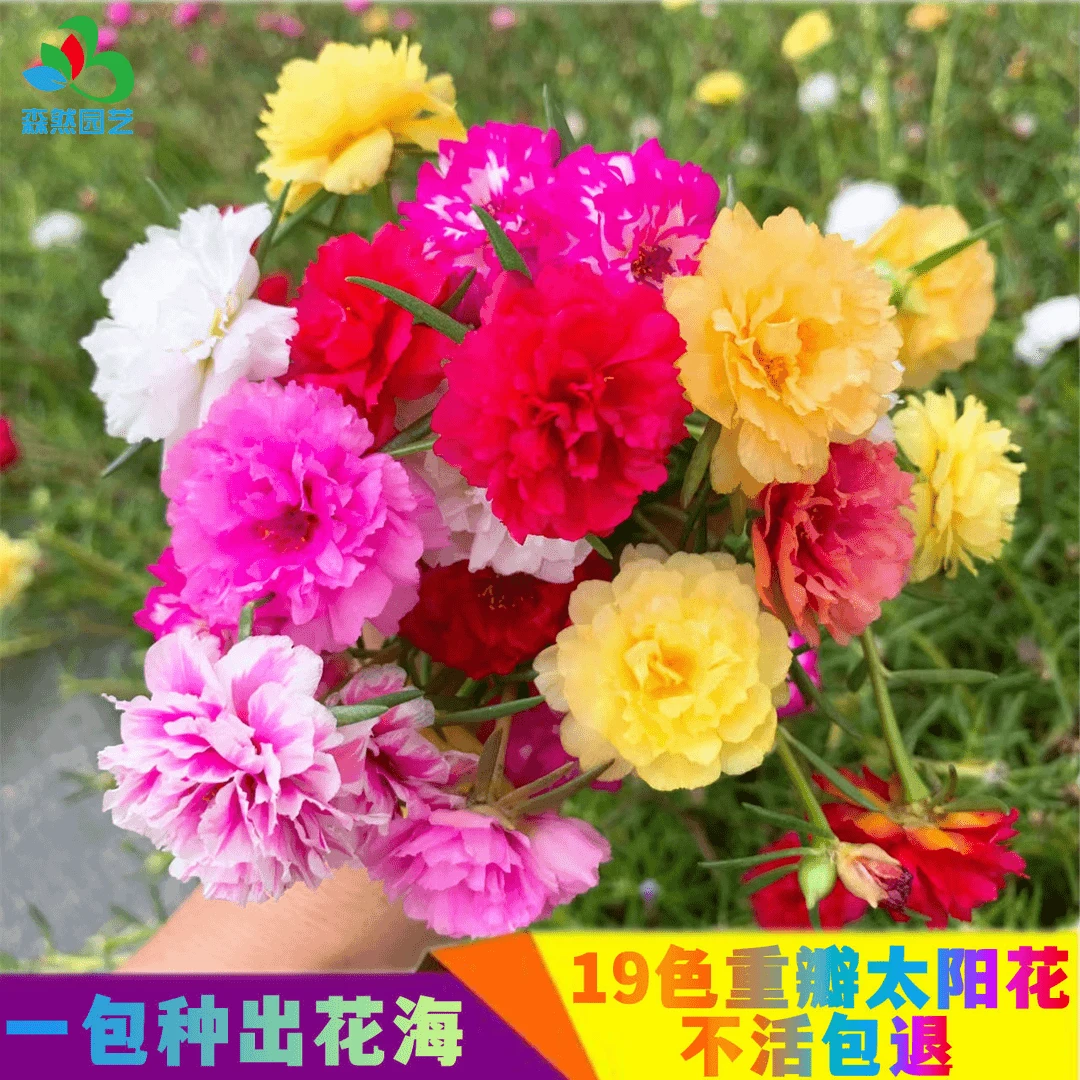 不活包退 |重瓣太阳花混色易活阳台庭院花园四季开花盆栽耐寒花籽