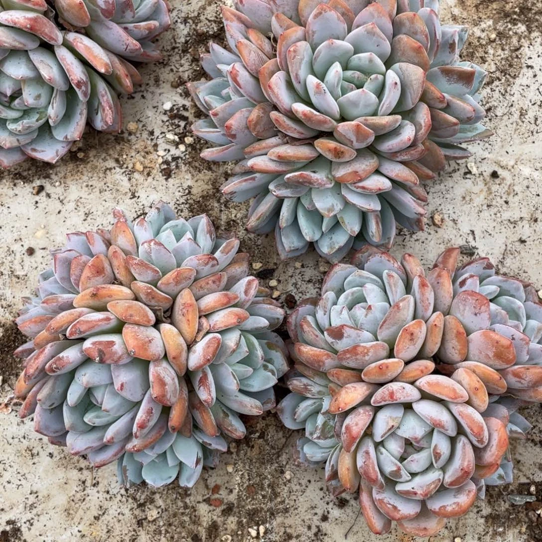 橙梦露群5头26.8发3颗